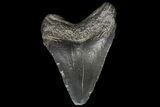 Juvenile Megalodon Tooth - Georgia #99108-1